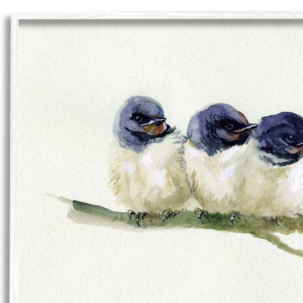 White Framed Trio of Baby Swallows Canvas Print