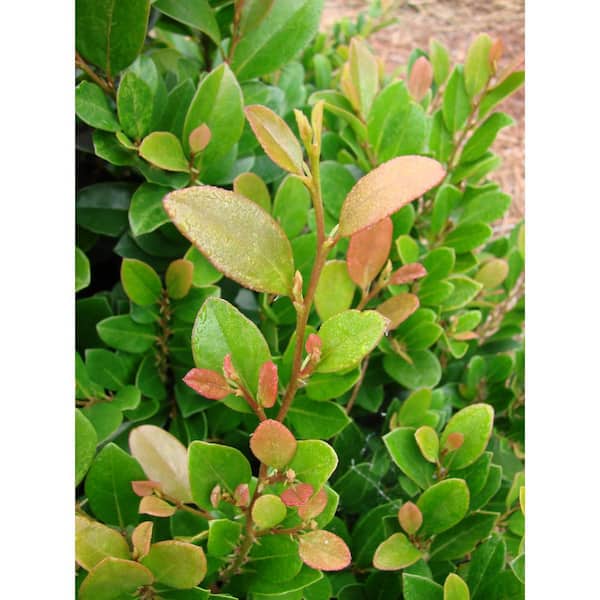 3 Gal. Coppertone Distylium Evergreen Shrub, Copper-Red Foliage