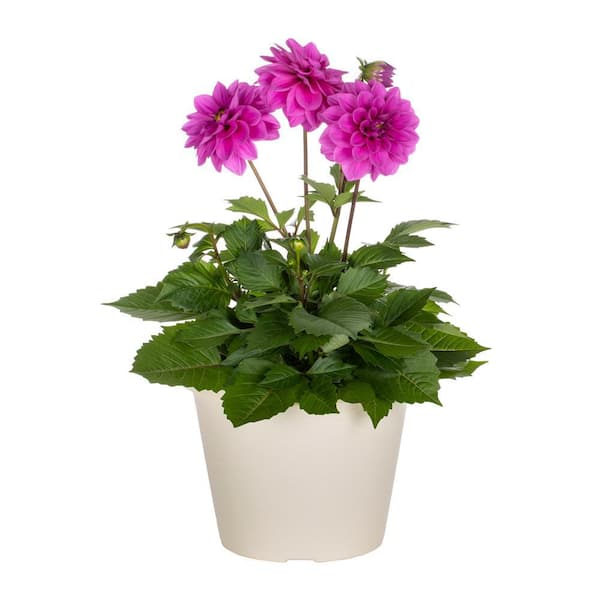 METROLINA GREENHOUSES 1 Gal. Dahlia Purple in Decorative Planter Annual Plant (1-Pack)