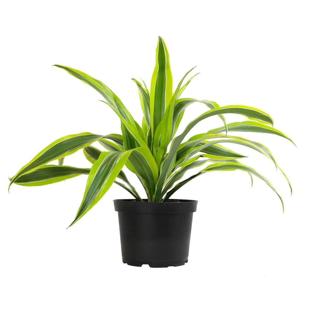 Dracaena Lemon Lime Indoor/Outdoor Plant in Black Plastic Pot