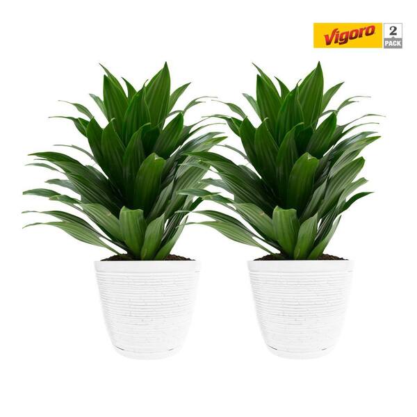 Vigoro 6 in. Grower's Choice Dracaena Indoor Plant in Small White Ribbed Plastic Decor Planter (2-Pack)