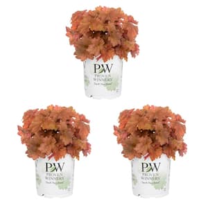 2.5 Qt. Proven Winners Coral Bells Heuchera Primo Peachberry Ice Orange Perennial Plant (3-Pack)