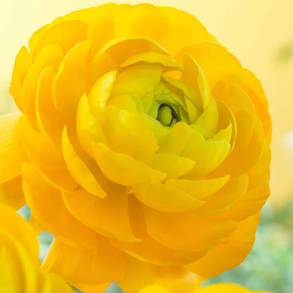 VAN ZYVERDEN Butter Cups Bulbs Ranunculus Sunshine (Set of 25) 21565 - The  Home Depot