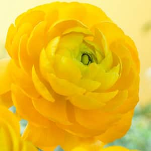 Butter Cups Bulbs Ranunculus Sunshine (Set of 25)