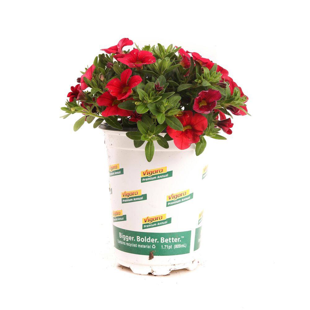 1 Qrt Conga Calibrachoa Annual Plant with Red Flowers (2-Pack) price history on PriceWatchPro