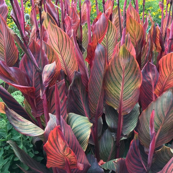 VAN ZYVERDEN Giant Cannas- World's Tallest Cannas Musifolia Bulbs