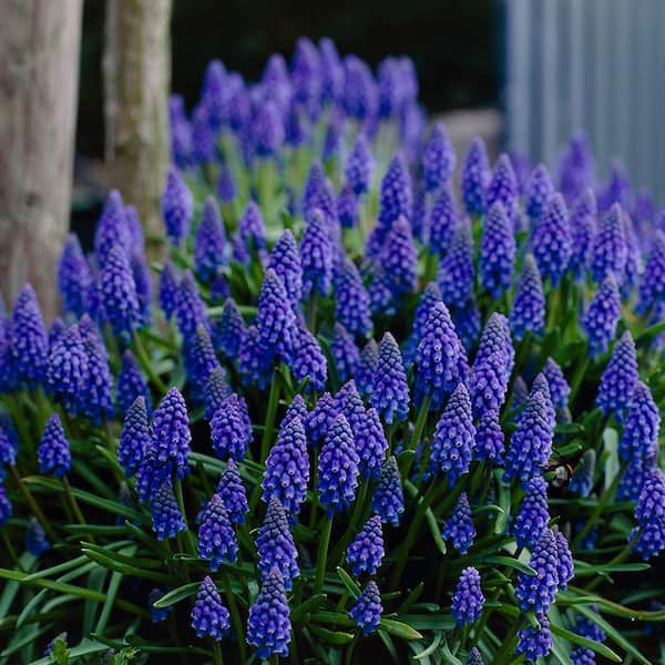 VAN ZYVERDEN Grape Hyacinths (Set of 50)