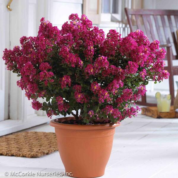 MCCORKLE 2 Gal. Berry Dazzle Crape Myrtle Dwarf Live Shrub