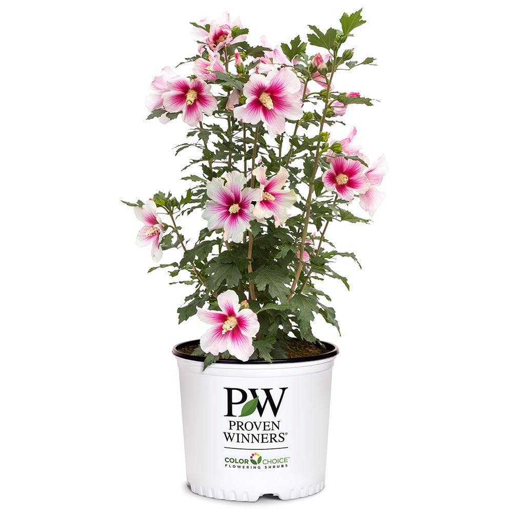 PROVEN WINNERS 2 Gal. Sugar Tip Rose of Sharon (Hibiscus) Shrub with Clear  Pink Double Flowers 17110 - The Home Depot