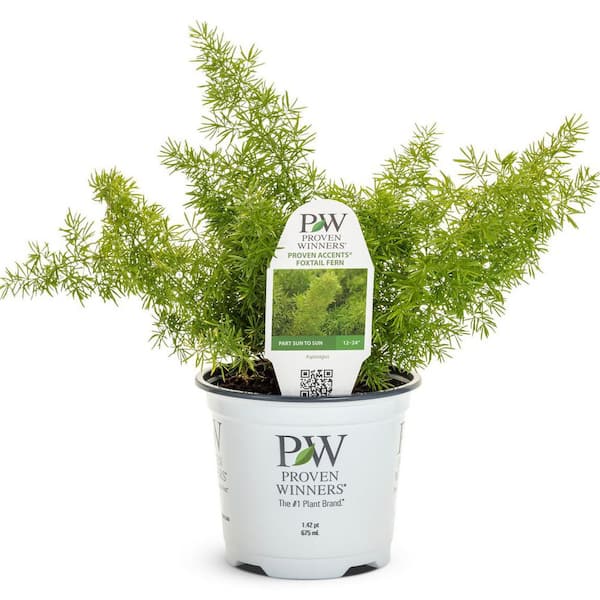 4.5 in. Qt. Myersii Foxtail Fern (Asparagus Densiflorus) Live Annual Plant with Green Foliage