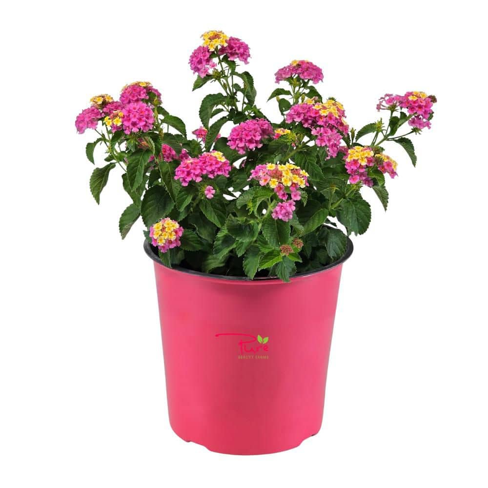 1.5 Gal. Lantana Bandana Pink and Yellow Flowers Live Perennial Plant in Grower's Pot price history on PriceWatchPro