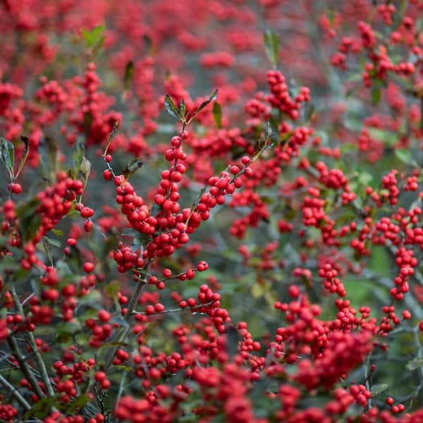 Spring Hill Nurseries 4 in. Pot Winter Red Winterberry (Ilex) White Flowers Give Way to Red Berries Live Deciduous Plant