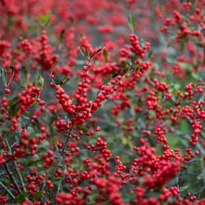 Winter Red Winterberry (Ilex), Live Deciduous Bareroot Plant, White Flowering Shrub (1-Pack)
