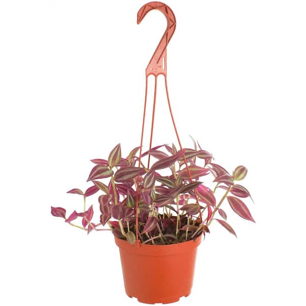 Shop Succulents Tradescantia Zebrina, Live Indoor Plant, Easy Care Air Purifying Trailing Houseplant in 6 in. Grower Pot