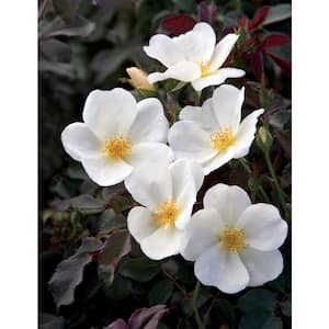 3 Gal. White Knock Out Rose Bush with White Flowers