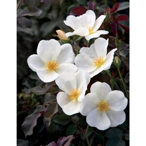 Dormant Bareroot White Knock Out Rose Bush with White Flowers