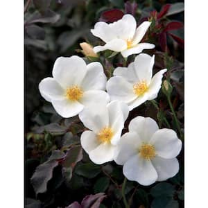 Dormant Bareroot White Knock Out Own Root Rose Bush with White Flowers