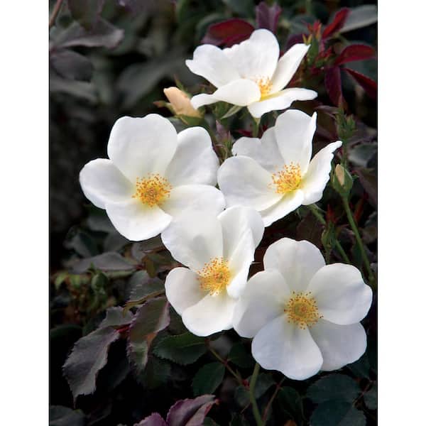KNOCK OUT Dormant Bareroot White Knock Out Own Root Rose Bush with White Flowers