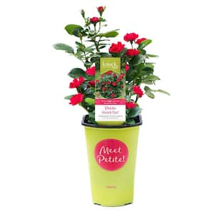 Knock Out 2 QT. Petite Knock Out Rose Bush with Red Flowers 13158 - The ...