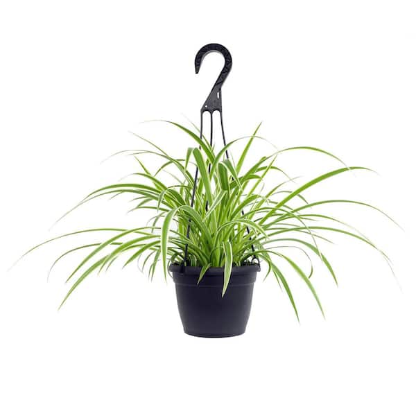 Pet Friendly Spider Plant Hanging Basket (Chlorophytum), Easy Care Trailing Indoor Plant, 6 in. Hanging Basket