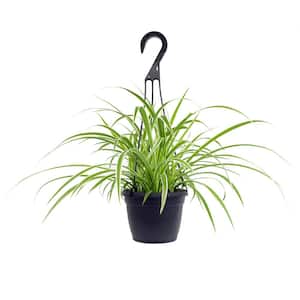 6 in. Spider Plant In Hanging Basket (Chlorophytum)