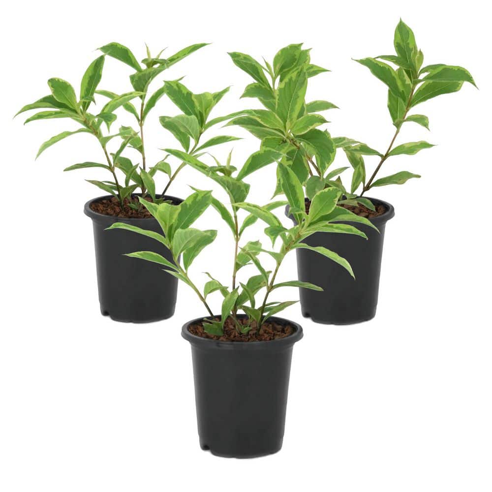 national PLANT NETWORK 4 in. Variegated Weigela Shrub (3-Pack