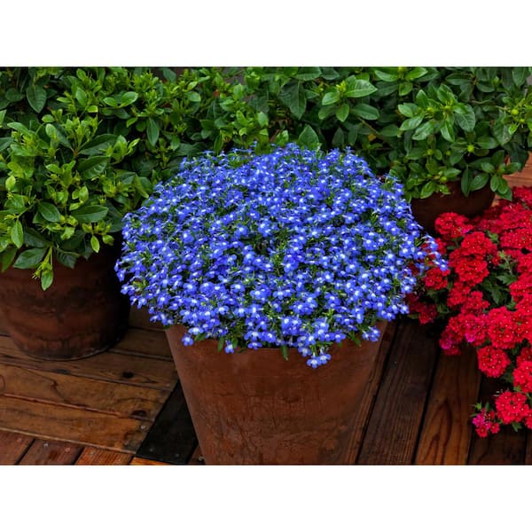 Vigoro 1.0 qt. Lobelia Annual Plant with Blue Flowers-(4-Pack)