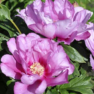 Itoh Peony First Arrival Set of 1 Root