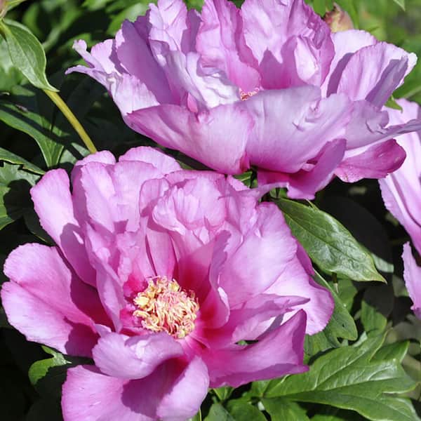 VAN ZYVERDEN Itoh Peony First Arrival Set of 1 Root 84535 - The Home Depot
