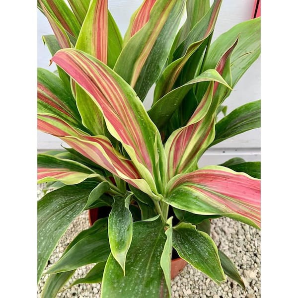 Wekiva Foliage Cordyline Sherbert Ti Plant-Live Plant in an 10 in. Growers Pot-Cordyline Fruticosa 'Sherbert'-Houseplant