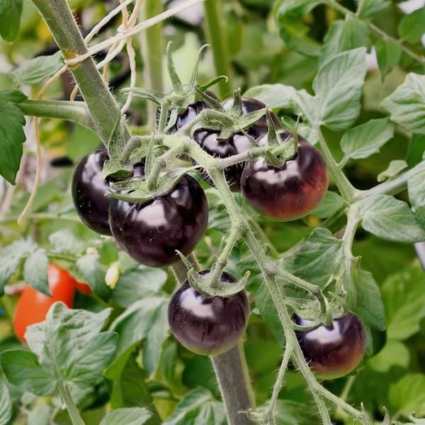 national PLANT NETWORK 2.5 in. Tomato Midnight Snack Plant 3-Piece