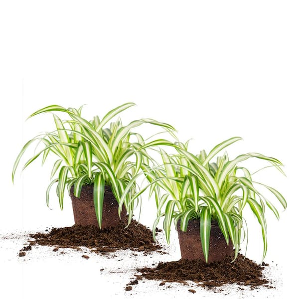 Spider Plant 6 in. Pot (2-Pack) THD100007 - The Home Depot