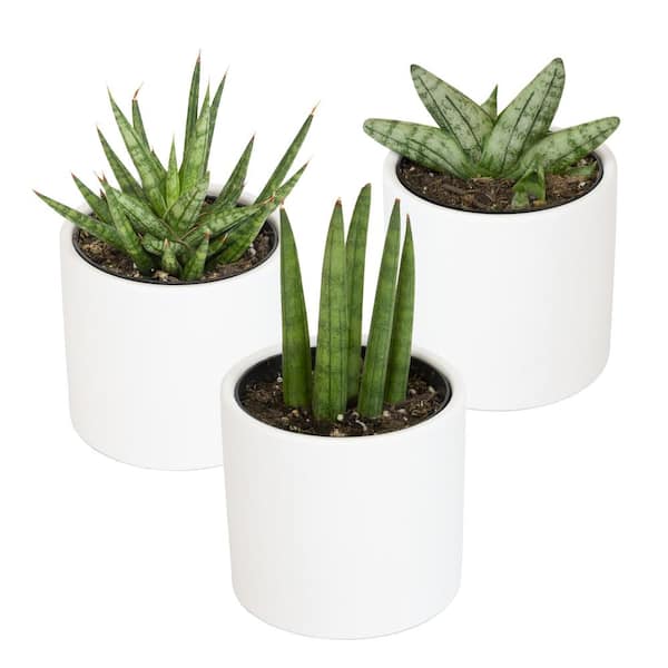 SMART PLANET 2.5 in. Lolite Sansevieria Snake Plant in Matte White Cylindrical Decor Pot (3-Pack)