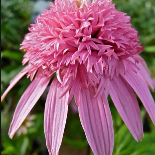 OnlinePlantCenter 1 gal. Pink Double Delight Coneflower Plant