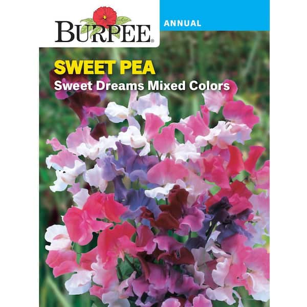 Sweet Pea Sweet Dreams Mixed Colors Seed