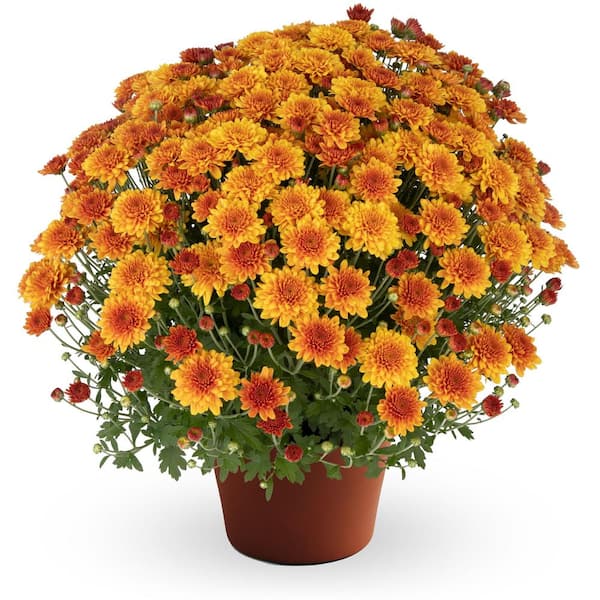 Chrysanthemum (Mum) Orange Live Plant in 8.5 in. Deco Color Planter