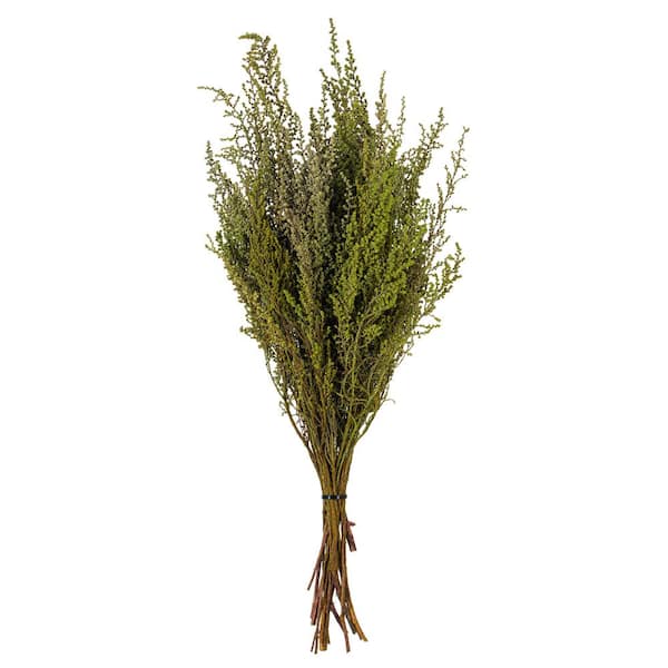 Vickerman 14-18 in. Oasis Green Preserved Stoebe Stem Bundle