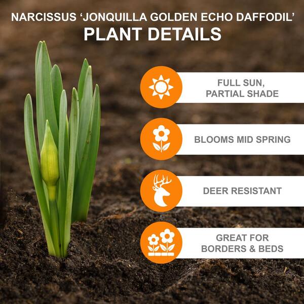 12/14 cm, Narcissus Jonquilla Golden Echo Daffodil Flower Bulbs (Bag of 25)