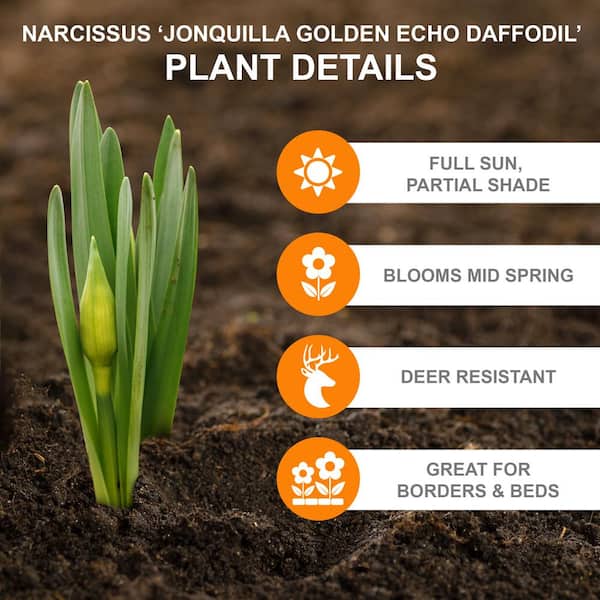 12/14 cm, Narcissus Jonquilla Golden Echo Daffodil Flower Bulbs (Bag of 50)