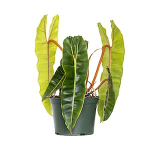 Live Philodendron Billietiae Exotic Tropical Houseplant in 6 in. Grower Pot