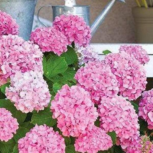 Pure Beauty Farms 1.9 Gal. Hydrangea Pink Flowers in 9.25 in