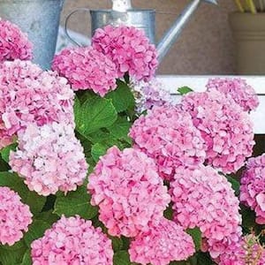 1.9 Gal. Hydrangea Pink Flowers in 9.25 in. Plastic Designer Pot