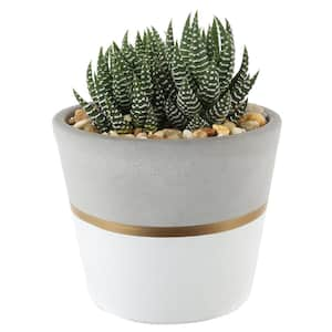 Prepotted - Succulents - Garden Center - The Home Depot