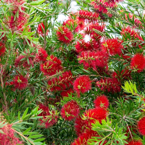 Flowerwood 2 5 Gal Scarlet Compacta Bottlebrush Live Evergreen Shrub With Feathery Foliage