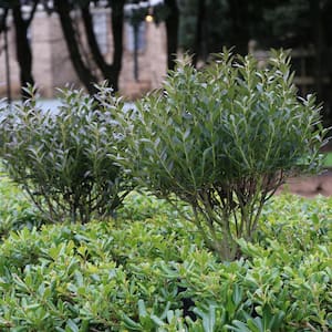 3 gal. Ilex Glabra Densa Shrub with White Flowers