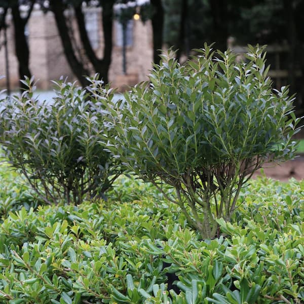 national PLANT NETWORK 3 gal. Ilex Glabra Densa Shrub with White Flowers
