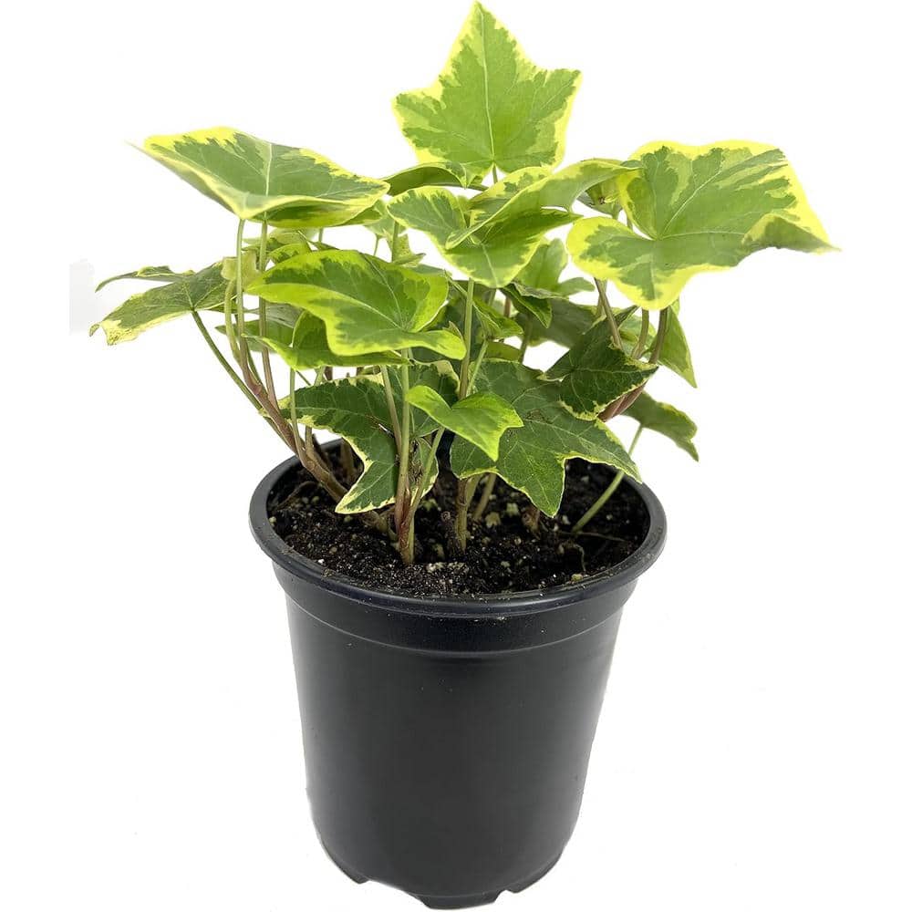 Golden English Ivy Live Plant in 4-inch Black Pot