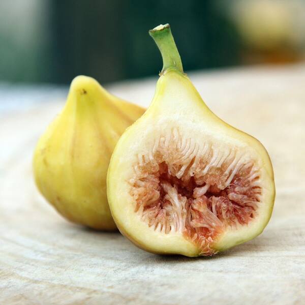 LSU gold fig tree Rooted starting w/ green growth large figs Fig pop LSU gold fig tree Rooted starting w/ green growth large figs Fig pop