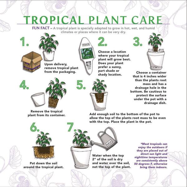 House and Indoor Plants Temperature Guide