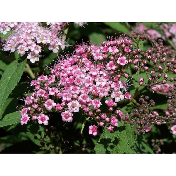 Cottage Gardens 1 Gal. Little Princess Spirea Shrub